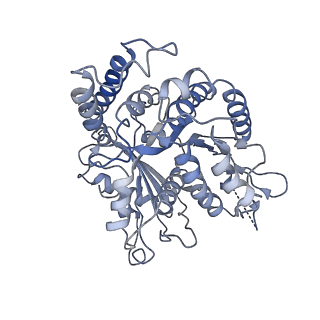 17187_8otz_HG_v1-0
48-nm repeat of the native axonemal doublet microtubule from bovine sperm