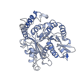 17187_8otz_HI_v1-0
48-nm repeat of the native axonemal doublet microtubule from bovine sperm