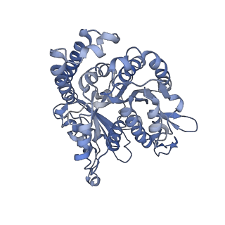 17187_8otz_HL_v1-0
48-nm repeat of the native axonemal doublet microtubule from bovine sperm