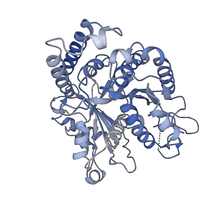 17187_8otz_HM_v1-0
48-nm repeat of the native axonemal doublet microtubule from bovine sperm