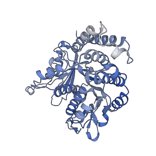 17187_8otz_JD_v1-0
48-nm repeat of the native axonemal doublet microtubule from bovine sperm