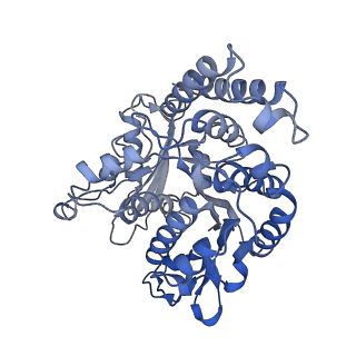 17187_8otz_JF_v1-0
48-nm repeat of the native axonemal doublet microtubule from bovine sperm