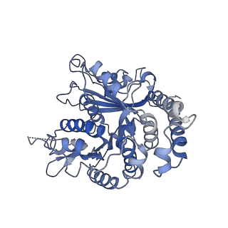 17187_8otz_KC_v1-0
48-nm repeat of the native axonemal doublet microtubule from bovine sperm