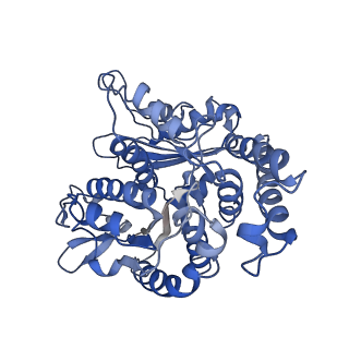 17187_8otz_KD_v1-0
48-nm repeat of the native axonemal doublet microtubule from bovine sperm