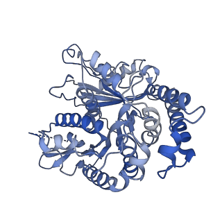 17187_8otz_KI_v1-0
48-nm repeat of the native axonemal doublet microtubule from bovine sperm