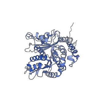 17187_8otz_LI_v1-0
48-nm repeat of the native axonemal doublet microtubule from bovine sperm