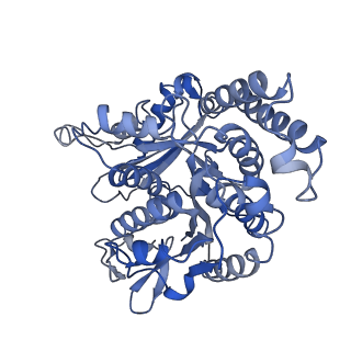 17187_8otz_MB_v1-0
48-nm repeat of the native axonemal doublet microtubule from bovine sperm