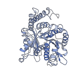 17187_8otz_OL_v1-0
48-nm repeat of the native axonemal doublet microtubule from bovine sperm