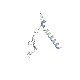 17187_8otz_P_v1-0
48-nm repeat of the native axonemal doublet microtubule from bovine sperm
