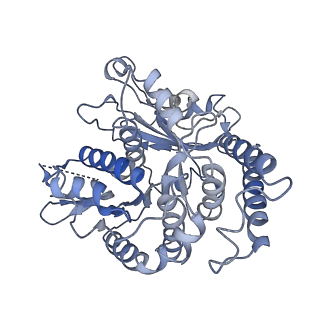 17187_8otz_TG_v1-0
48-nm repeat of the native axonemal doublet microtubule from bovine sperm