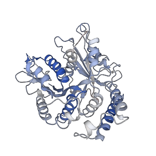 17187_8otz_UC_v1-0
48-nm repeat of the native axonemal doublet microtubule from bovine sperm