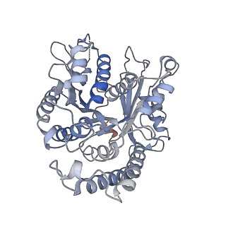 17187_8otz_WM_v1-0
48-nm repeat of the native axonemal doublet microtubule from bovine sperm