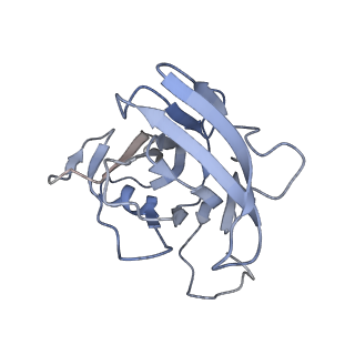 17187_8otz_XM_v1-0
48-nm repeat of the native axonemal doublet microtubule from bovine sperm