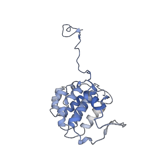 17187_8otz_YH_v1-0
48-nm repeat of the native axonemal doublet microtubule from bovine sperm