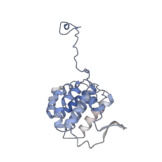 17187_8otz_YL_v1-0
48-nm repeat of the native axonemal doublet microtubule from bovine sperm