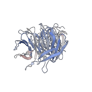 17187_8otz_f_v1-0
48-nm repeat of the native axonemal doublet microtubule from bovine sperm