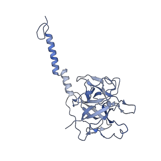 17187_8otz_i_v1-0
48-nm repeat of the native axonemal doublet microtubule from bovine sperm