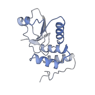 17187_8otz_k_v1-0
48-nm repeat of the native axonemal doublet microtubule from bovine sperm