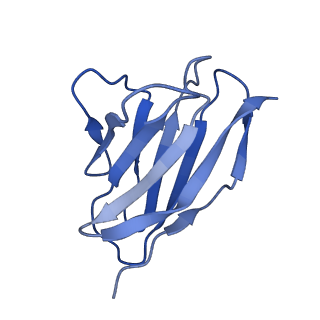 20191_6ot1_r_v2-0
Cryo-EM structure of vaccine-elicited antibody 0PV-b.01 in complex with HIV-1 Env BG505 DS-SOSIP and antibodies VRC03 and PGT122
