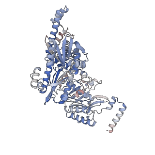 13074_7ou4_A_v1-1
The structure of MutS bound to one molecule of ATP and one molecule of ADP
