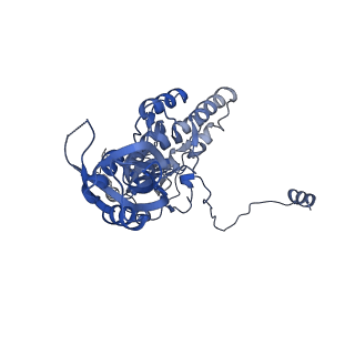 17190_8oue_C_v1-0
The H/ACA RNP lobe of human telomerase with the dyskerin thumb loop in a semi-closed conformation