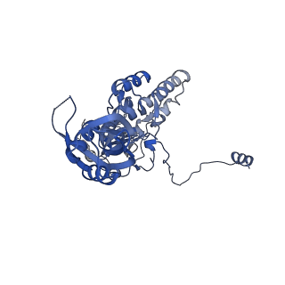 17190_8oue_C_v1-1
The H/ACA RNP lobe of human telomerase with the dyskerin thumb loop in a semi-closed conformation