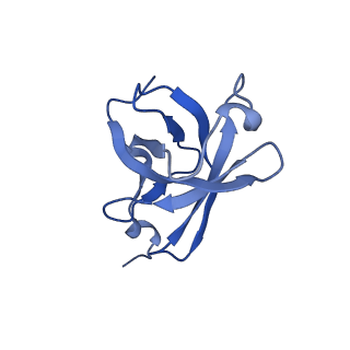 17191_8ouf_H_v1-1
The H/ACA RNP lobe of human telomerase with the dyskerin thumb loop in an open conformation