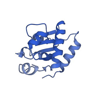 17191_8ouf_I_v1-1
The H/ACA RNP lobe of human telomerase with the dyskerin thumb loop in an open conformation