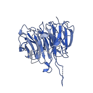 17191_8ouf_K_v1-0
The H/ACA RNP lobe of human telomerase with the dyskerin thumb loop in an open conformation