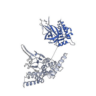 17204_8ouw_5_v1-3
Cryo-EM structure of CMG helicase bound to TIM-1/TIPN-1 and homodimeric DNSN-1 on fork DNA (Caenorhabditis elegans)