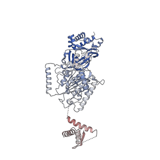 17204_8ouw_6_v1-3
Cryo-EM structure of CMG helicase bound to TIM-1/TIPN-1 and homodimeric DNSN-1 on fork DNA (Caenorhabditis elegans)