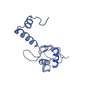 17212_8ove_AM_v1-0
CRYO-EM STRUCTURE OF TRYPANOSOMA BRUCEI PROCYCLIC FORM 80S RIBOSOME : TB11CS6H1 snoRNA mutant