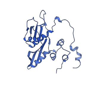 17212_8ove_AP_v1-0
CRYO-EM STRUCTURE OF TRYPANOSOMA BRUCEI PROCYCLIC FORM 80S RIBOSOME : TB11CS6H1 snoRNA mutant