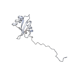 17212_8ove_BX_v1-0
CRYO-EM STRUCTURE OF TRYPANOSOMA BRUCEI PROCYCLIC FORM 80S RIBOSOME : TB11CS6H1 snoRNA mutant