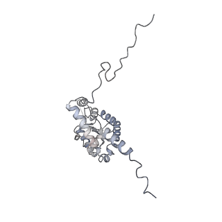 17212_8ove_Bx_v1-0
CRYO-EM STRUCTURE OF TRYPANOSOMA BRUCEI PROCYCLIC FORM 80S RIBOSOME : TB11CS6H1 snoRNA mutant