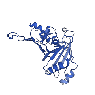 17224_8ovw_L_v1-0
Cryo-EM structure of CBF1-CCAN bound topologically to centromeric DNA