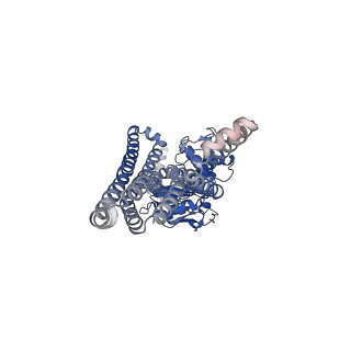 13095_7ow8_A_v1-1
CryoEM structure of the ABC transporter BmrA E504A mutant in complex with ATP-Mg