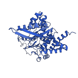17240_8own_D_v1-0
CryoEM structure of glutamate dehydrogenase isoform 2 from Arabidopsis thaliana in apo-form
