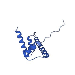 17251_8ox0_D_v1-1
Structure of apo telomeric nucleosome