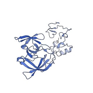 13111_7oya_A1_v1-3
Cryo-EM structure of the 1 hpf zebrafish embryo 80S ribosome