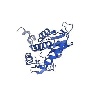 13111_7oya_A2_v1-3
Cryo-EM structure of the 1 hpf zebrafish embryo 80S ribosome