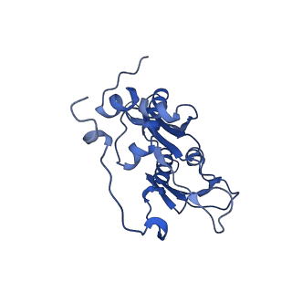 13111_7oya_C2_v1-3
Cryo-EM structure of the 1 hpf zebrafish embryo 80S ribosome