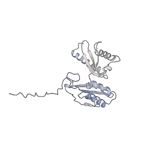13111_7oya_D2_v1-3
Cryo-EM structure of the 1 hpf zebrafish embryo 80S ribosome