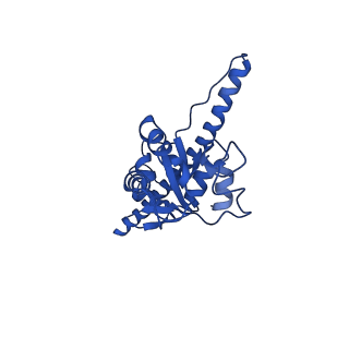 13111_7oya_F1_v1-3
Cryo-EM structure of the 1 hpf zebrafish embryo 80S ribosome
