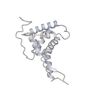 13111_7oya_F2_v1-3
Cryo-EM structure of the 1 hpf zebrafish embryo 80S ribosome