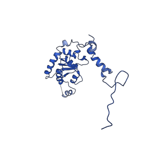 13111_7oya_G1_v1-3
Cryo-EM structure of the 1 hpf zebrafish embryo 80S ribosome