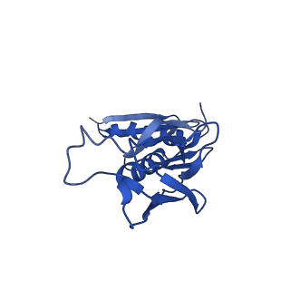 13111_7oya_H1_v1-3
Cryo-EM structure of the 1 hpf zebrafish embryo 80S ribosome