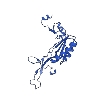 13111_7oya_I1_v1-3
Cryo-EM structure of the 1 hpf zebrafish embryo 80S ribosome