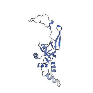 13111_7oya_I2_v1-3
Cryo-EM structure of the 1 hpf zebrafish embryo 80S ribosome