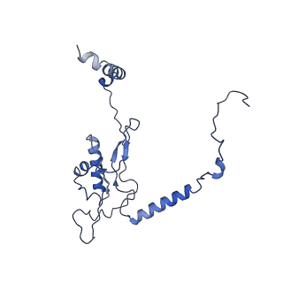 13111_7oya_L1_v1-3
Cryo-EM structure of the 1 hpf zebrafish embryo 80S ribosome